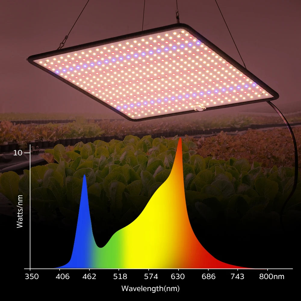 LED-Wachstumslicht (Indoor)